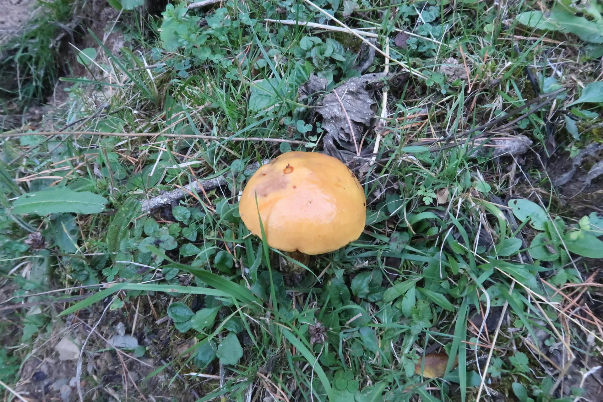 Suillus grevillei - 1 - IMG_3733